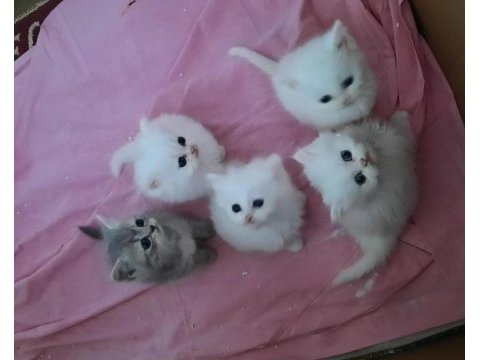 Safkan british shorthair yavruları