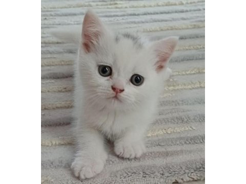 British shorthair yavrumuz