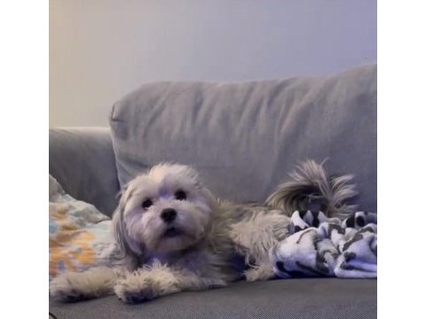 Evinizin maskotu olacak mükemmel dost köpeğimiz