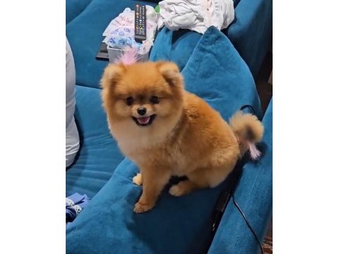 34 yıllık canpette ayı surat pomeranian yavrumuz micro