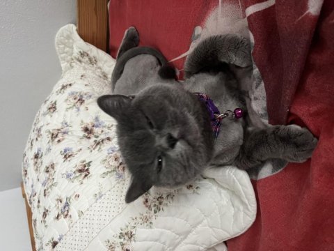 Ücretsiz verilecek british shorthair