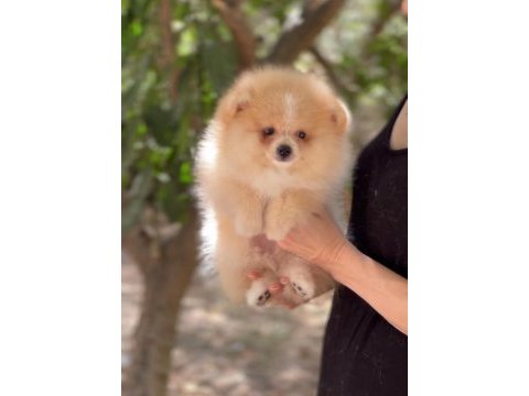 Mavi gözlü boo