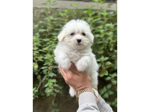 Muhteşem terrier bebeklerimiz