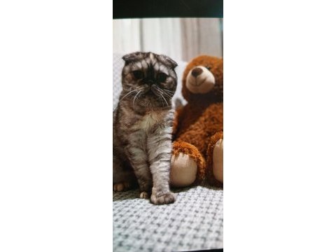 Dişi scottish fold kedimiz