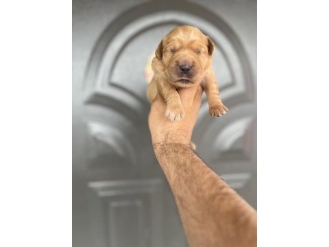 Golden retriever bebekler