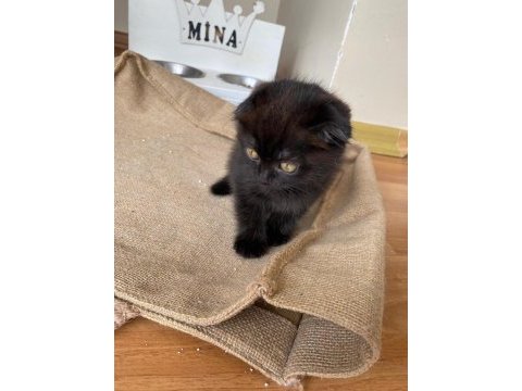 3 aylık scottish fold yavru dişi