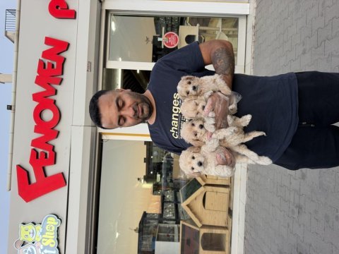 Türkiye’nin en güzel maltipoo yavruları ankara mağaza