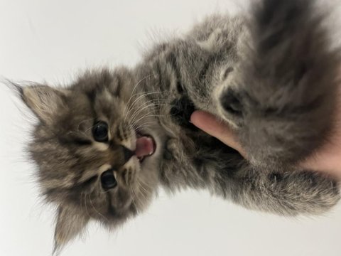 2 aylık british longhair yavru
