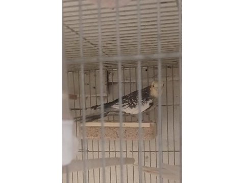 Yavru ve yetişkin sultan papağanı