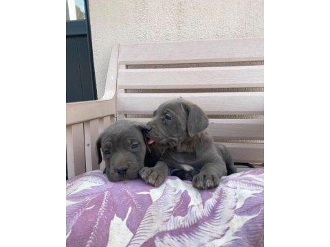 Cane corso yavrular ırk sağlık garantili