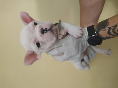 Lekesiz beyaz french bulldog