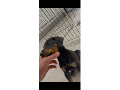 3 aylık doberman