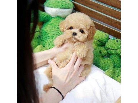 Antialerjik teacup maltıpoo bebeklerimiz