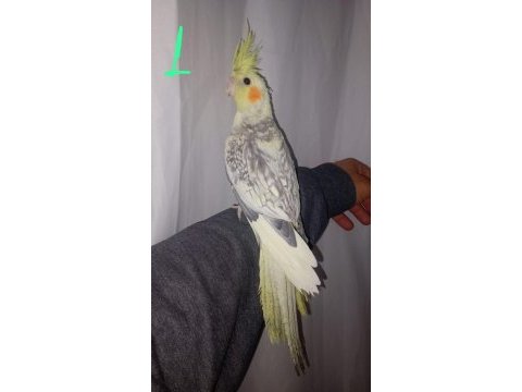 Damızlık sultan papağanları