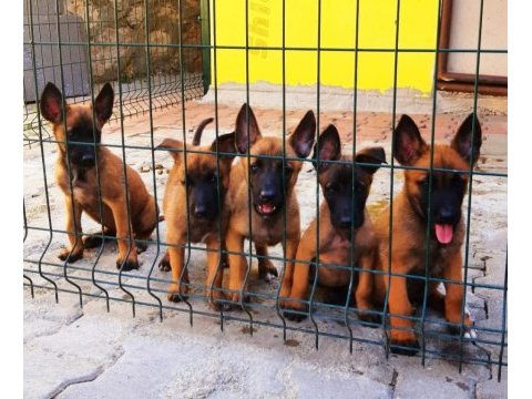Muhteşem kan hattı malinois yavrular