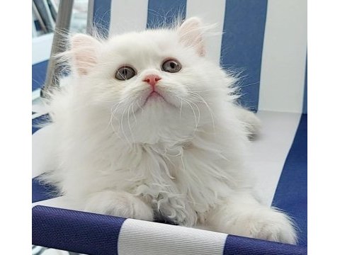 British longhair kar beyaz prenses