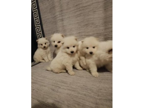 Safkan samoyed yavrular