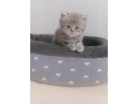 Safkan dişi ve erkek british longhair