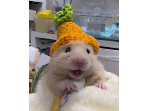 Her bütçeye uygun hamster setleri aynı gün adrese teslim