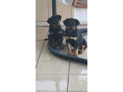 Rottweiler yavruları