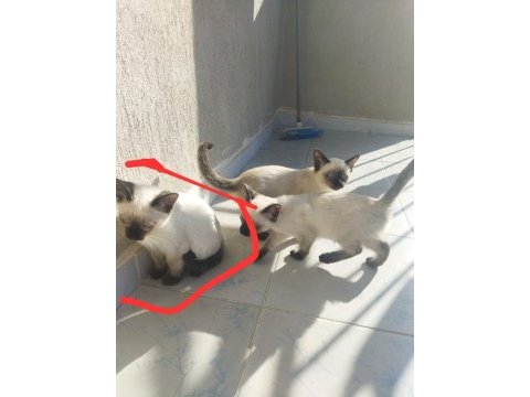 Süte yeni düşmüş kırık kuyruk siyam yavruları