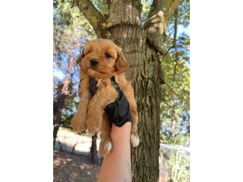 Maltipoo dişi erkek 