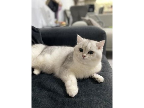 Kedimiz tommycik yeni yuva arayışında