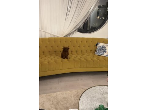 Koreden teacup dişi poodle yavrumuz