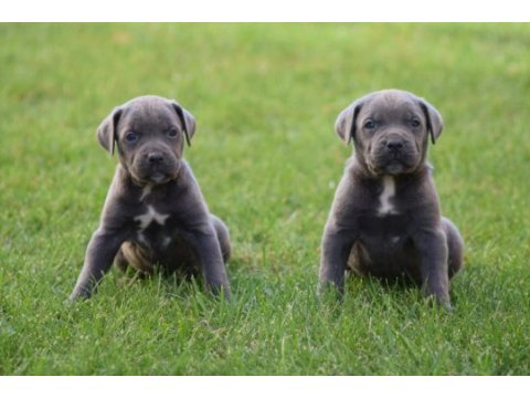 Heybetli üst kalite cane corso yavrular
