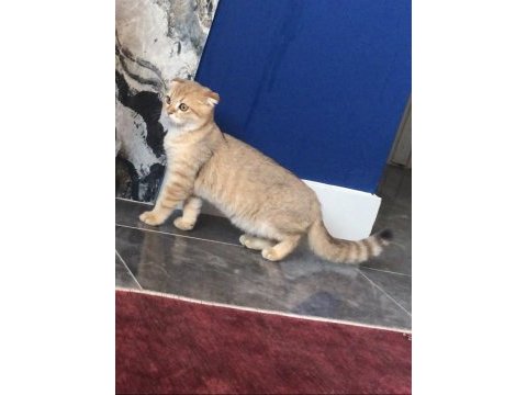 Scottish fold golden 4 aylık kedimiz