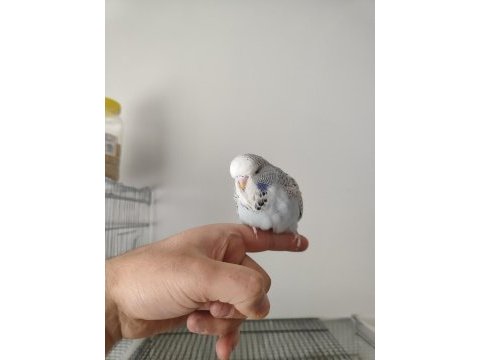 Show jumbo muhabbet kuşu yavrular 50 günlük