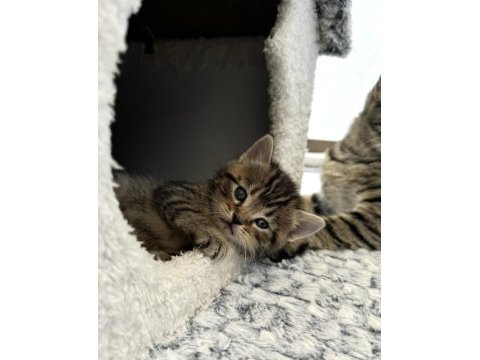 British shorthair yavrular