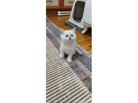 Pamuk yakışıklı british shorthair bebeklerimiz