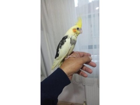 El besleme eğitimli sultan papağanı yeni yeme düşmüş