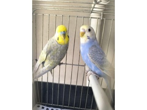 Rainbow muhabbet iki dişi bir erkek
