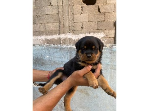Rottweiler yavruları