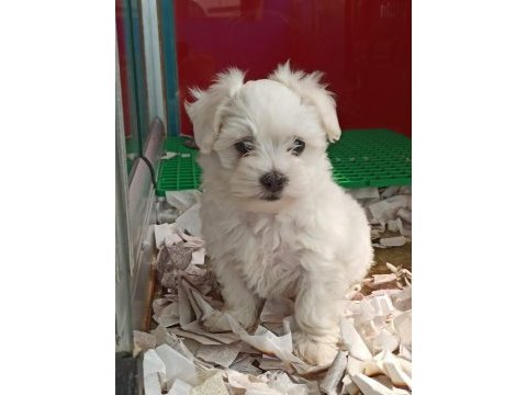 Maltese terrier yavrularımız
