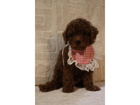 Kore poodle yavrularımız teslime hazırdır