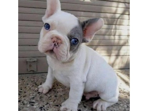 50 günlük fransız bulldog yavrumuz
