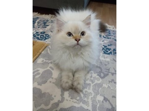 Full secereli british longhair
