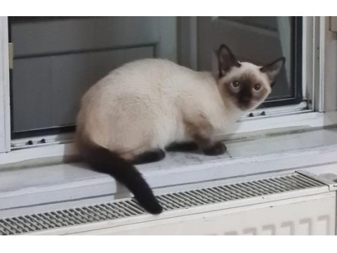 Siyam kedimize acil yuva aranıyor