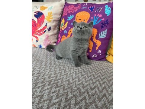 Lilac renk ve gri renk ayı kafa british shorthair bebekler