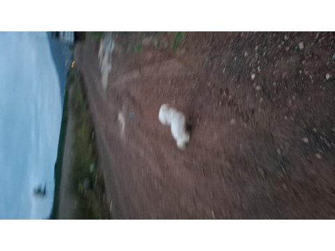 Güzel terrier kızımız