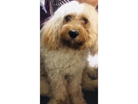 Cavappo köpeği ücretsiz