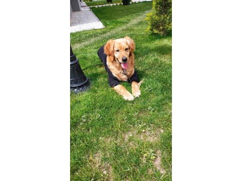 Acil - golden retriever