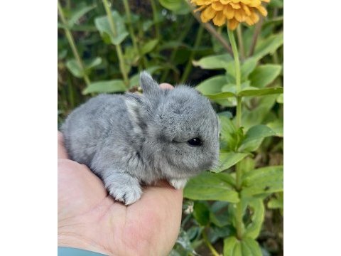 Netherland dwarf hollanda blue cüce tavşanlar