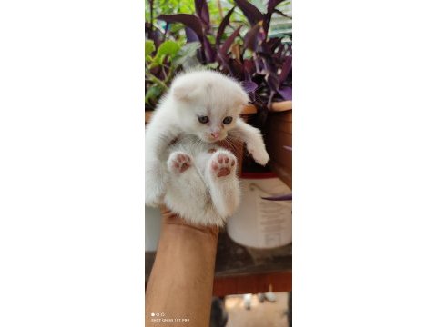Scottish fold yavrularım