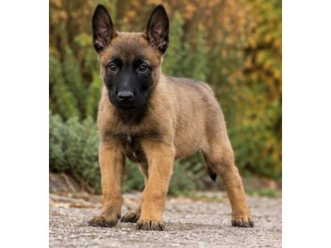 Safkan belçika malinois yavruları