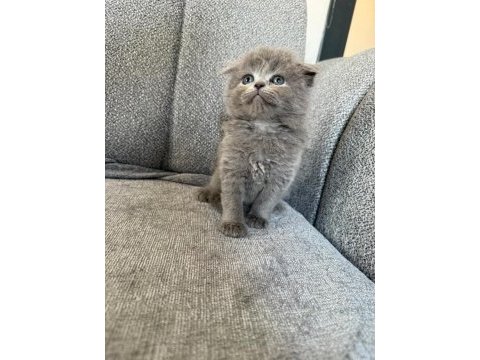 Pamuk iran kedisi bebeklerim