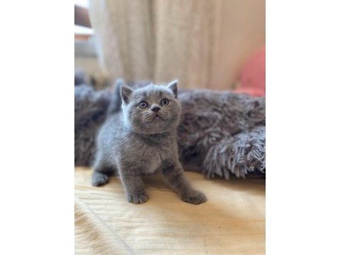 Show line british shorthair yavrularımız